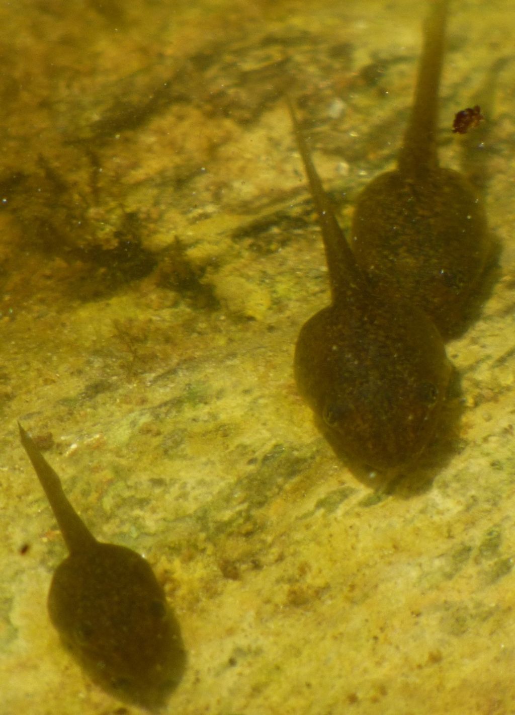 Girini di quale specie??? Pelophylax cfr. ridibundus (LU)